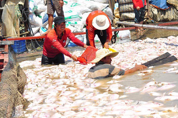 Bộ Tài nguyên & Môi trường đề nghị Đồng Nai xác định nguyên nhân cá chết trên sông La Ngà - Ảnh 1
