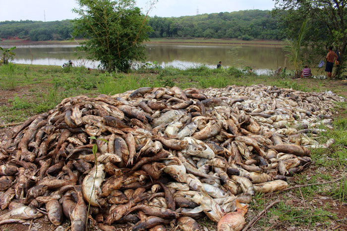 Bình Phước: Hàng chục tấn cá chết do thiếu oxy - Ảnh 2