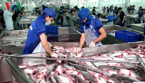 Nhiều doanh nghiệp làm ăn “chộp giật” đang làm giảm uy tín cá tra Việt - Ảnh 1