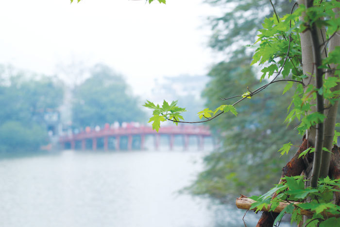 Hà Nội: Lãng mạn với những hàng cây mới xanh mướt - Ảnh 9