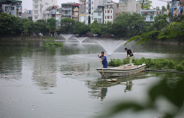 Vụ cá chết tại hồ Văn Chương, quận Đống Đa: Nguyên nhân từ sự thay đổi thời tiết - Ảnh 2