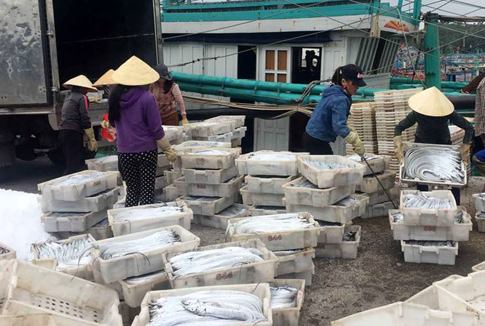 Ngư dân Nghệ An trúng mẻ cá hố xuất khẩu 1,6 tỷ đồng - Ảnh 1