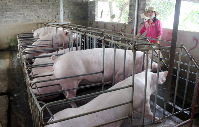 Chăn nuôi thời dịch tả lợn châu Phi: Cẩn trọng tái đàn - Ảnh 1