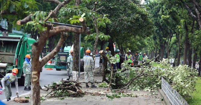 Hà Nội: Chủ động đề phòng nguy cơ cây xanh gãy đổ do bão số 3 - Ảnh 1