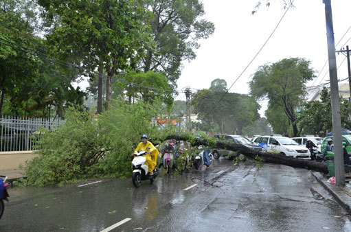 Hà Nội: Đảm bảo hệ thống cây xanh, chiếu sáng an toàn mùa mưa bão - Ảnh 1