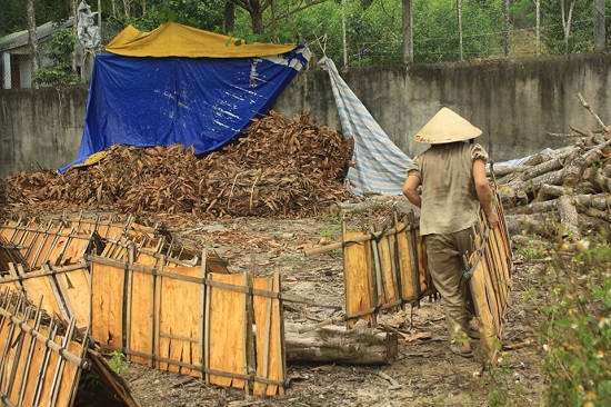 [Ảnh] Nhộn nhịp mùa quế ở vùng cao Quảng Ngãi - Ảnh 3