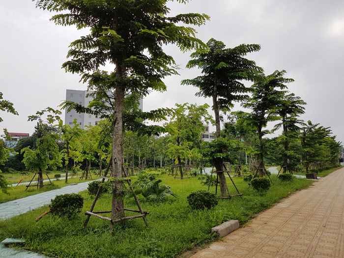Hà Nội đã hoàn thành hơn 46% Chương trình 1 triệu cây xanh - Ảnh 3