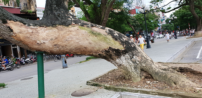 Hải Phòng: Những cây Muồng Ngủ hơn 100 tuổi có nguy cơ “vô phương cứu chữa” - Ảnh 2