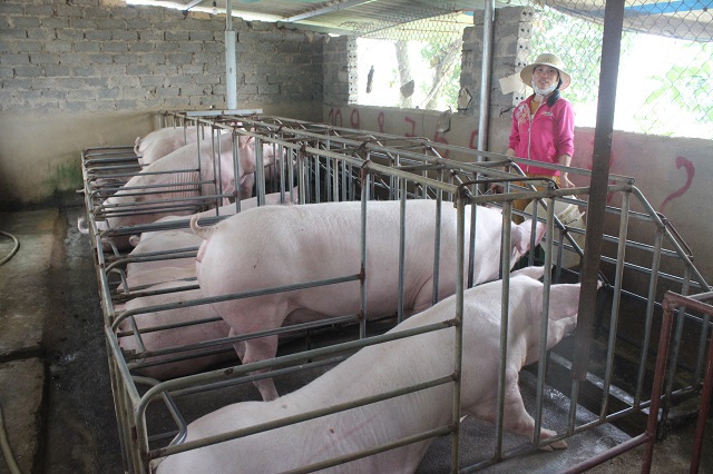Lợn hơi tăng giá: Thận trọng tái đàn - Ảnh 1