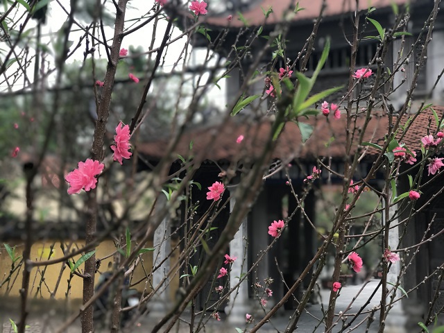 Hà Nội: Hoa đào nở rực rỡ trên đường Lạc Long Quân - Ảnh 1