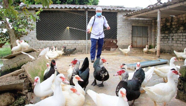 Bộ Nông nghiệp đề nghị Thanh Hoá xử lý nghiêm hành vi không khai báo dịch cúm gia cầm - Ảnh 1