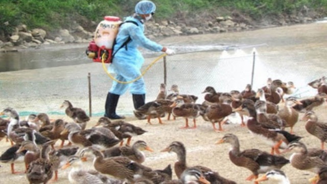 Hà Nội tiêu hủy gần 20.000 gia cầm mắc bệnh cúm A/H5N6 - Ảnh 1