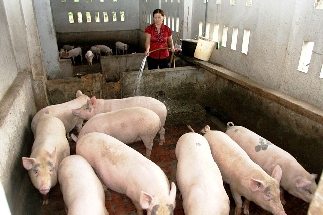 Ngành nông nghiệp Hà Nội mới đáp ứng được 60% nhu cầu thịt gia súc, gia cầm - Ảnh 1