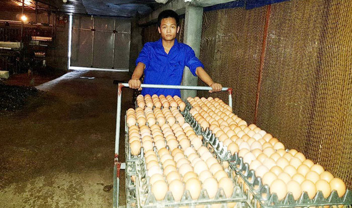 Thành công từ chăn nuôi gà đẻ trứng - Ảnh 1