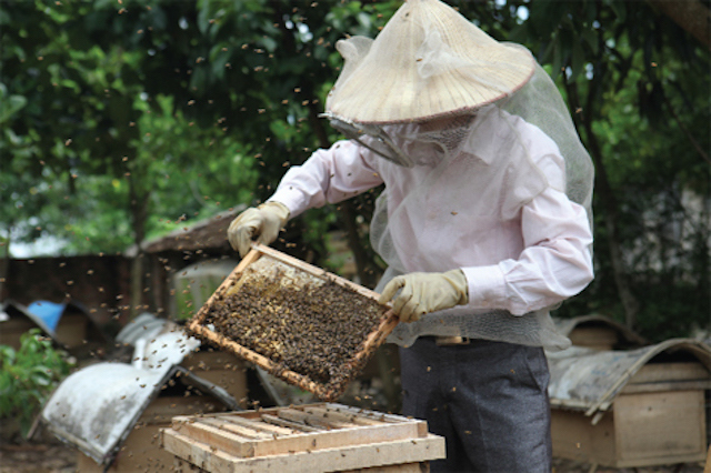 Bộ Nông nghiệp nói gì khi sản lượng mật ong không đạt mục tiêu 10 năm? - Ảnh 1