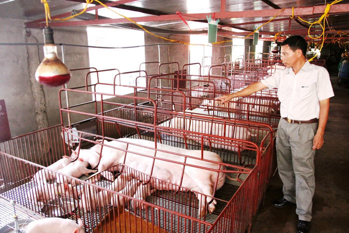 Bao giờ ngành chăn nuôi lợn hồi phục? - Ảnh 2