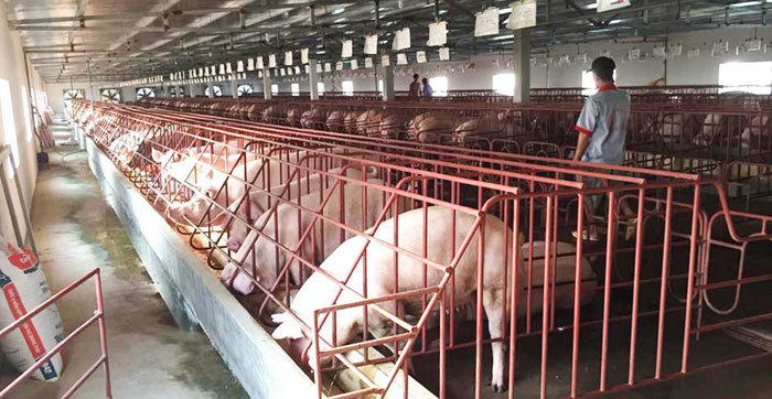 Hiệu quả liên kết chăn nuôi lợn sạch - Ảnh 1