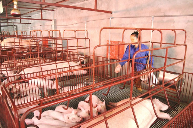Chăn nuôi lợn an toàn sinh học: Hướng đi bền vững - Ảnh 1
