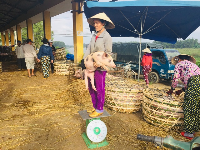 Độc đáo phiên chợ Heo ngày giáp Tết tại Quảng Nam - Ảnh 3