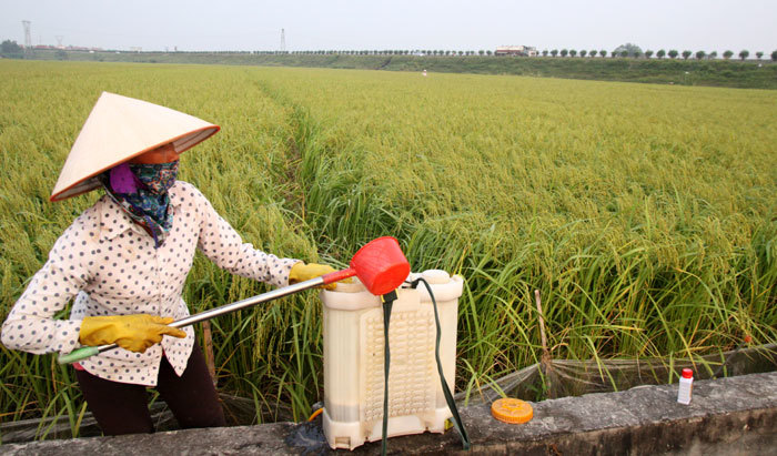 Việt Nam loại bỏ thuốc bảo vệ thực vật có chứa Glyphosate gây ung thư - Ảnh 1