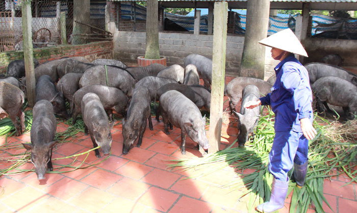 Bảo đảm mục tiêu tăng trưởng GRDP nông nghiệp: Chuyển dịch mạnh mẽ cơ cấu ngành - Ảnh 1