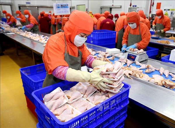 Nga đồng ý nhập khẩu sản phẩm thịt gà chế biến của Việt Nam - Ảnh 1