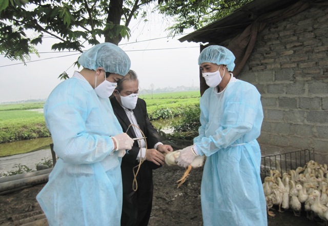 Hà Nội xuất hiện ổ dịch cúm A/H5N6 trên đàn gia cầm - Ảnh 1
