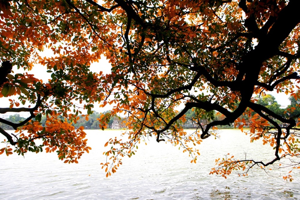 Hồ Gươm thơ mộng mùa cây thay màu lá - Ảnh 6