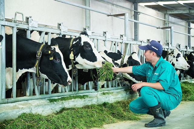 “Resort” bò sữa Vinamilk Tây Ninh - ngôi nhà lý tưởng cho những cô bò hạnh phúc - Ảnh 2