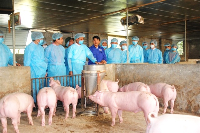 Trên 4,5 triệu con lợn bị tiêu hủy do bệnh dịch tả lợn châu Phi - Ảnh 1