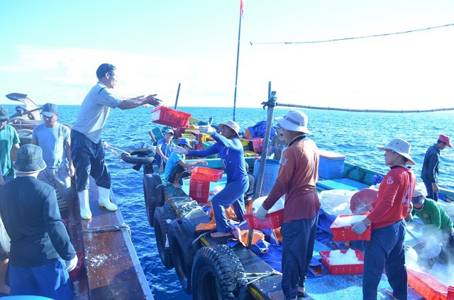 Đà Nẵng kiểm soát nghề cá theo hướng dẫn của Ủy ban Châu Âu - Ảnh 1