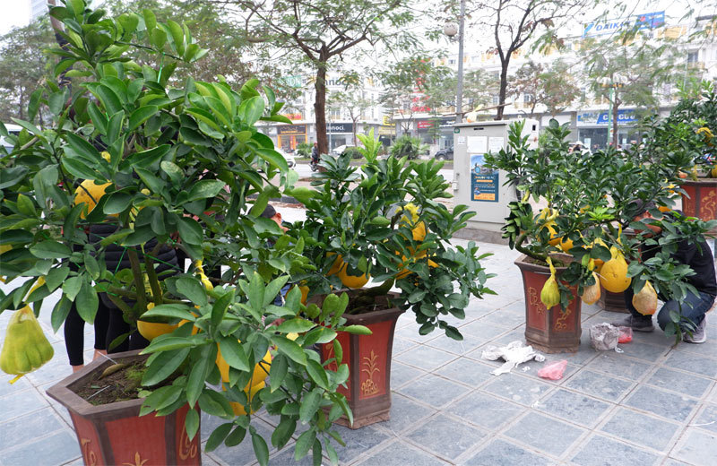 Nhiều khu vực trên địa bàn Hà Nội tổ chức Chợ hoa Xuân - Ảnh 12