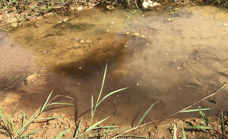 Viwasupco tiếp tục đầu độc suối Đồng Bãi - Ảnh 4