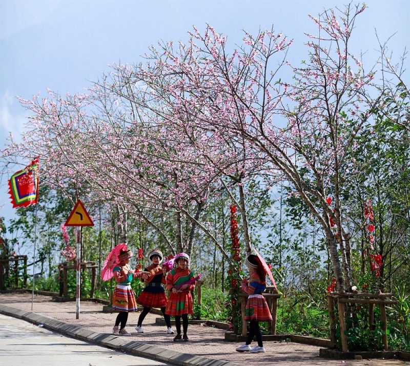 Ngất ngây với rừng hoa đào bung nở tại Sun World Fansipan Legend - Ảnh 2