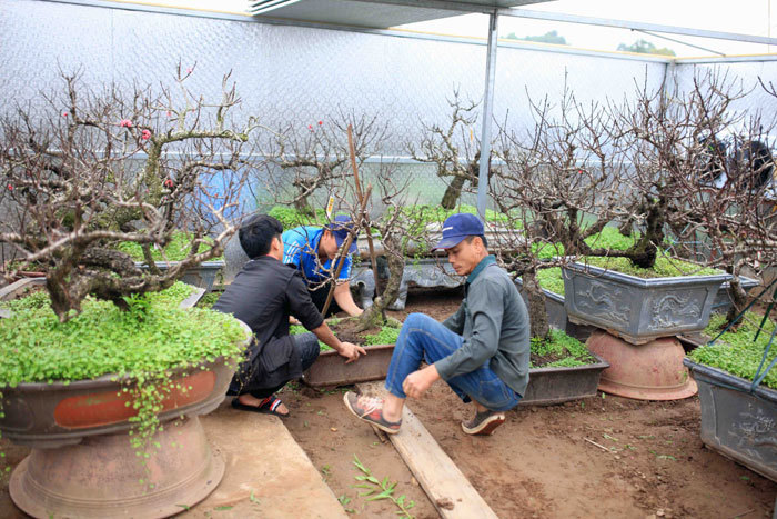 Thời tiết thất thường, người trồng đào Nhật Tân tìm đủ cách bảo vệ cây - Ảnh 6