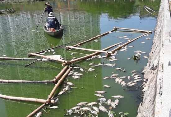 Đà Nẵng lắp hệ thống sục khí ở hồ xảy ra tình trạng cá chết hàng loạt - Ảnh 2