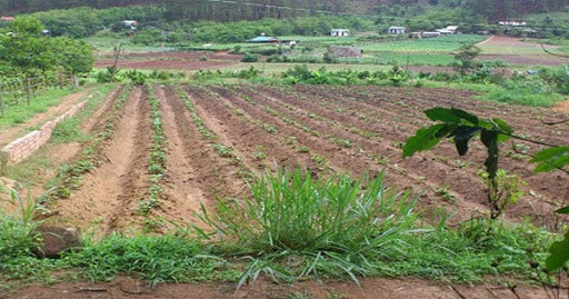 Bồi thường, hỗ trợ khi Nhà nước thu hồi đất nông nghiệp vượt hạn mức - Ảnh 1