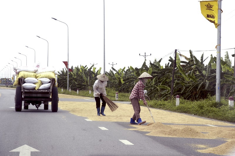 Hà Nội: Phơi thóc trên đường gây mất an toàn giao thông - Ảnh 10