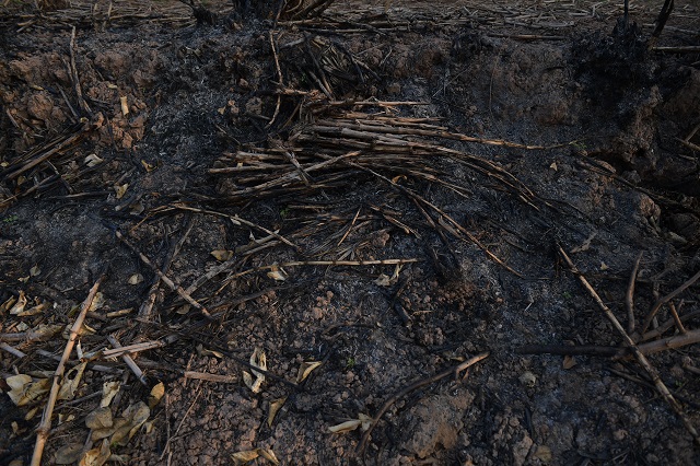 Hưng Yên: Gần 300 cây ăn quả của người dân bị đốt trụi - Ảnh 9