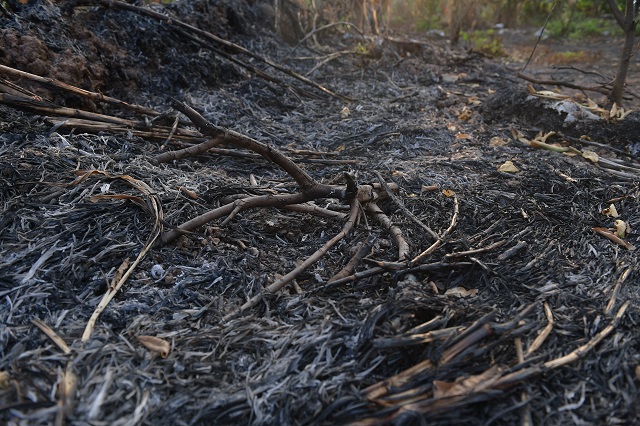 Hưng Yên: Gần 300 cây ăn quả của người dân bị đốt trụi - Ảnh 5