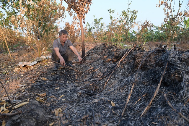 Hưng Yên: Gần 300 cây ăn quả của người dân bị đốt trụi - Ảnh 4