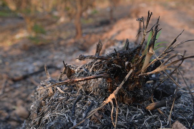 Hưng Yên: Gần 300 cây ăn quả của người dân bị đốt trụi - Ảnh 6