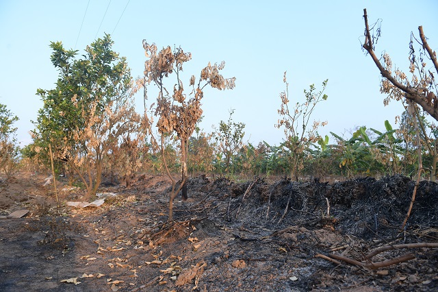 Hưng Yên: Gần 300 cây ăn quả của người dân bị đốt trụi - Ảnh 1