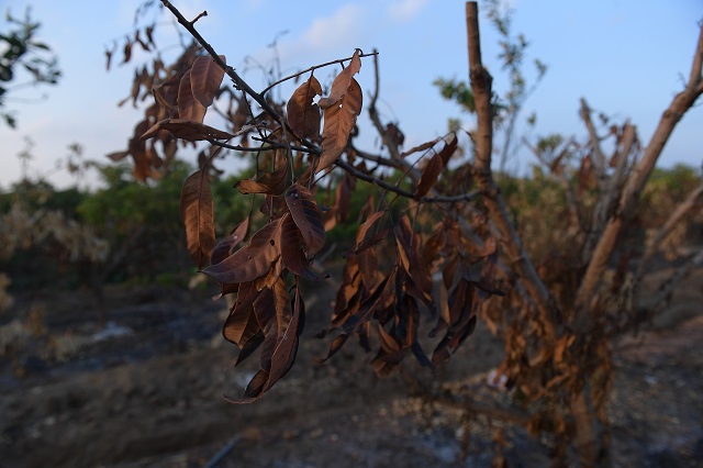 Hưng Yên: Gần 300 cây ăn quả của người dân bị đốt trụi - Ảnh 7