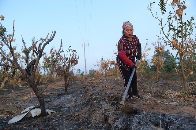 Hưng Yên: Gần 300 cây ăn quả của người dân bị đốt trụi - Ảnh 10