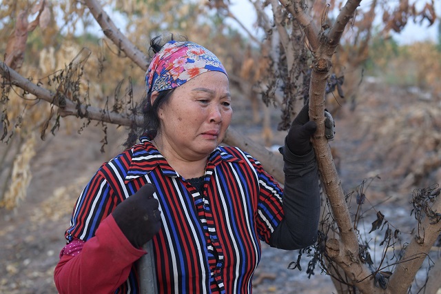 Hưng Yên: Gần 300 cây ăn quả của người dân bị đốt trụi - Ảnh 2