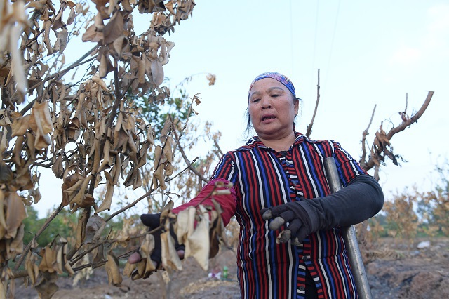 Hưng Yên: Gần 300 cây ăn quả của người dân bị đốt trụi - Ảnh 3