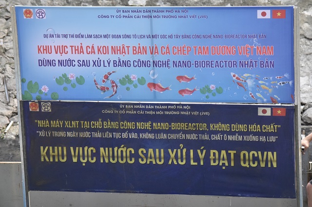 [Ảnh] Hà Nội: Thả cá Koi Nhật Bản xuống nơi thí điểm tại sông Tô Lịch và Hồ Tây - Ảnh 2