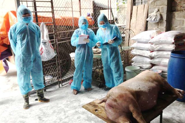 6 quận của Hà Nội không còn dịch tả lợn châu Phi - Ảnh 1