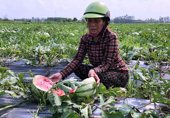 [Ảnh] Không có người mua, dưa hấu chín nứt toác ngoài đồng ở Quảng Ngãi - Ảnh 1